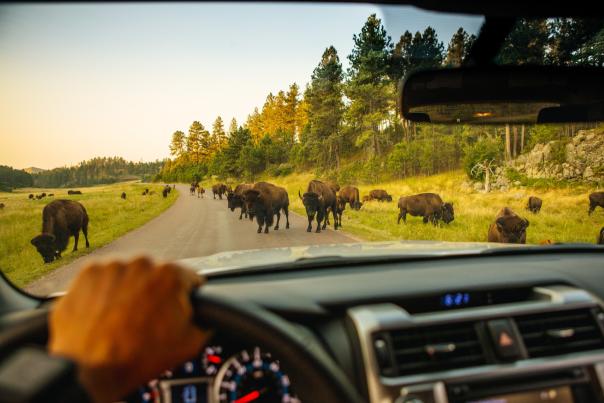 view outside of a vehicle with bison on the road in custer state park in south dakota