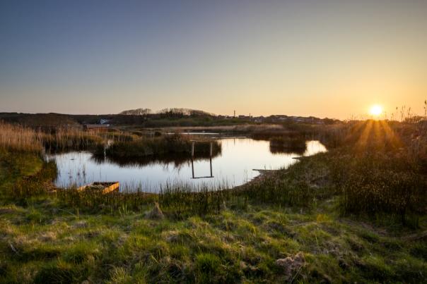 Wildlife Trust - Lower Moors