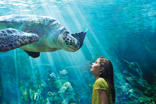 Young girl looking at a turtle at Turtle Trek in SeaWorld® Orlando