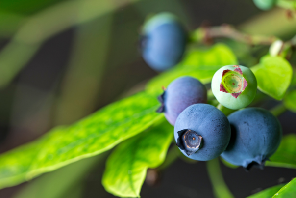 Close-up of ripe and unripe blueberries on a branch with vibrant green leaves in the background.