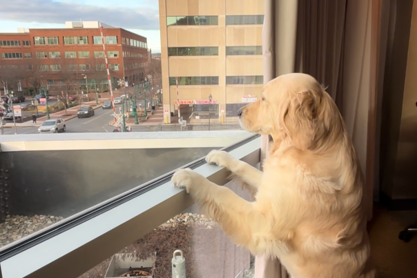 Golden retriever looking out to the city of reading from the doubletree hotel