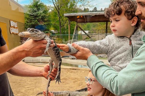 kids petting baby gator at reptile gardens attraction in rapid city, sd