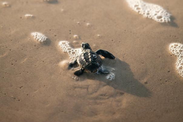 turtle release