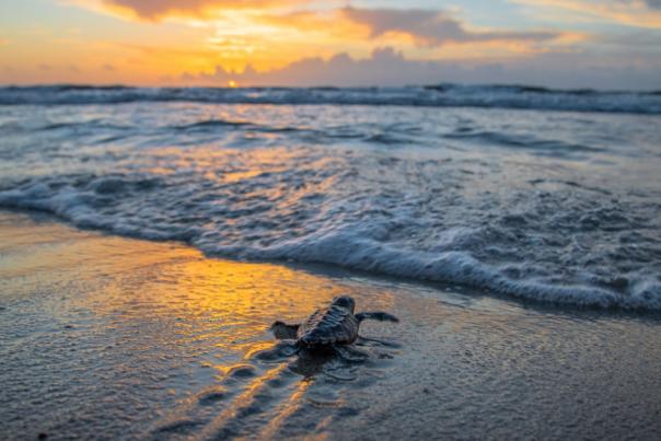 A baby sea turtle making its way into the surf at sunrise