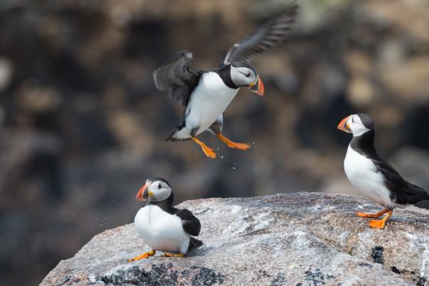 IOS Nav Landscape Panoramic_Puffins