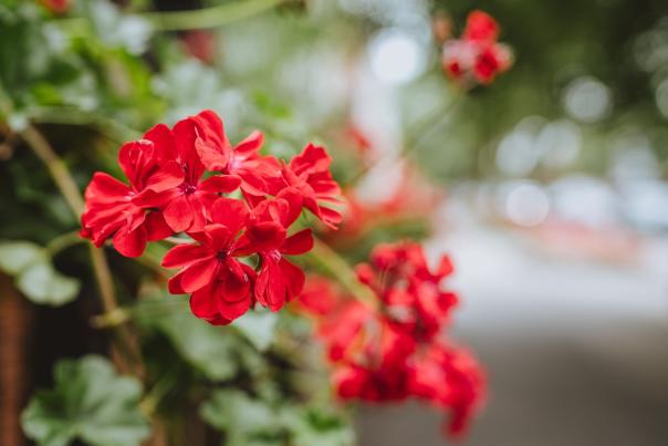 red flowers