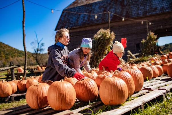 Three young girls with gloves and hats choose from a selection of large, bright orange pumpkins. A rustic barn can be seen in the background.
