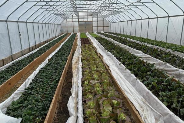 York Fresh Food Farms greenhouse