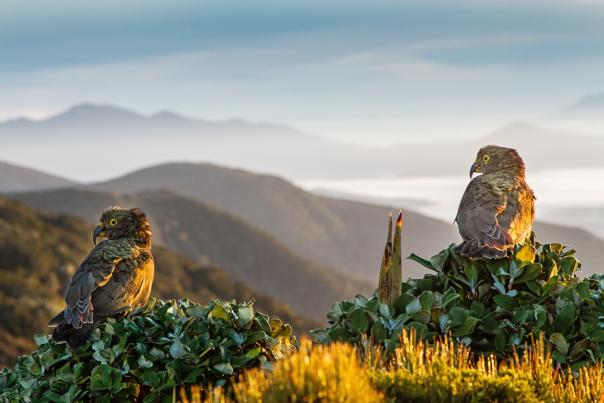 Kea at the Hump Ridge Track