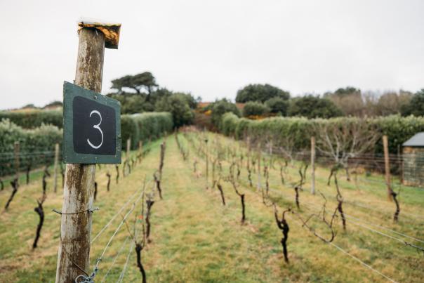 St Martin's Vineyard