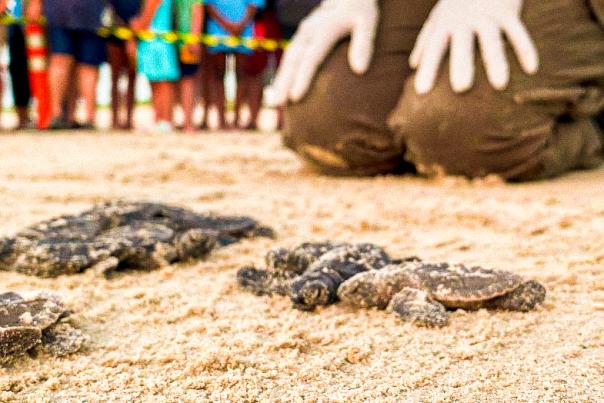 Turtle Release