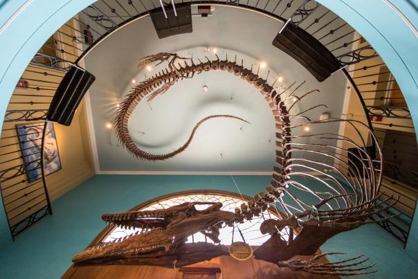 looking up at a dinosaur hanging from ceiling