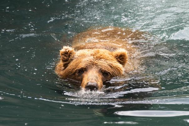 Oklahoma City Zoo's grizzly bear, Will, goes for a swim