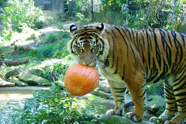 Akron Zoo Tiger Pumpkin