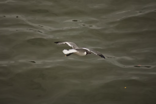 Bird on Thames