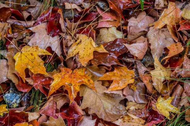 Fall leaves
