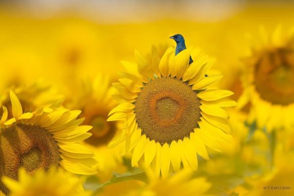 small blue bird sits on top of bright yellow sunflower in sunflower field