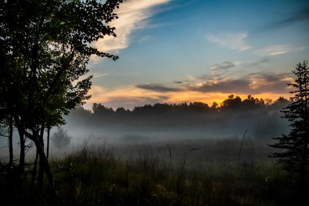 Explore the foggy morning trail of Schmeeckle Reserve