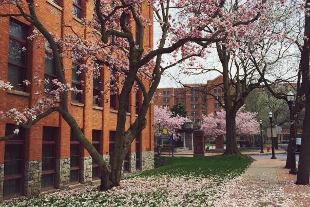Cherry Blossom Trees blooming in Franklin Square