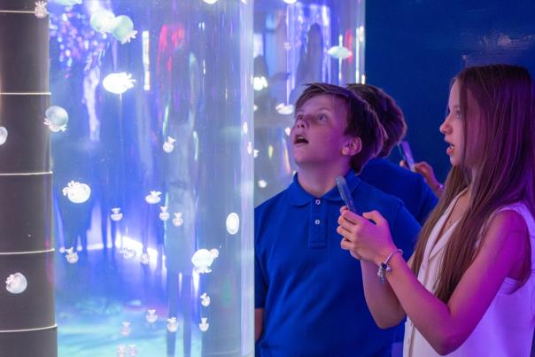 A young girl and boy, watching jellyfish in an aquarium.