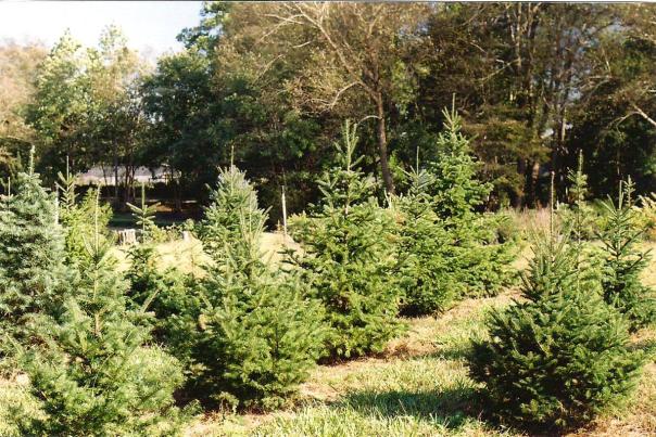 Christmas trees growing at Northlake Christmas Tree Farm and Nursery in Benson, NC.