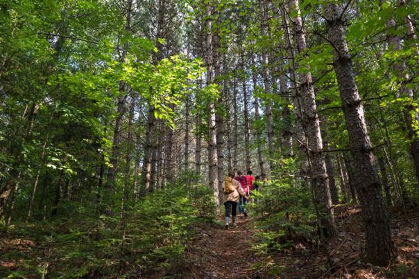 Family hikes on a trail through tall pine trees
