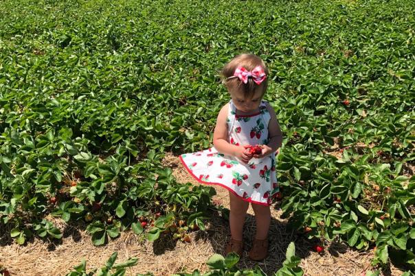 A little girl in a dress picks strawberries at Seiple Farms In Lehigh Valley, PA
