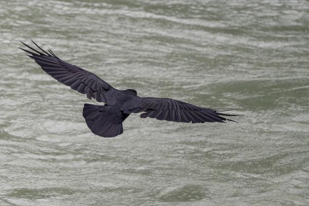 On the hunt, Skagway