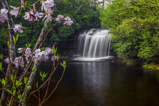 A long-exposure photograph of a wide waterfall cascading into a dark, calm pool. Delicate pink azaleas on thin branches frame the left foreground, set against a backdrop of lush green forest and mossy rocks.