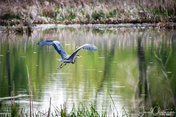 A Great Blue Heron soars low over the waters at Eagle Marsh in Fort Wayne Indiana. Photo copyright by Jared Christansen.