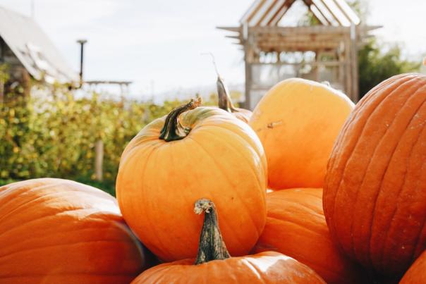 Pumpkins @ Red Acre - Wyatt Larsen