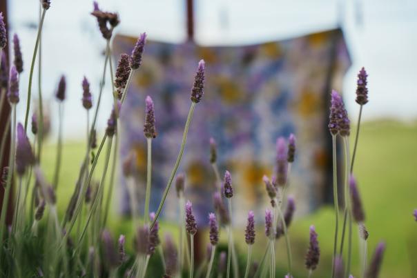 Lavender Close Up at Couleur de la vie in Paso Robles