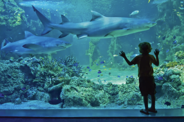 Texas State Aquarium Sharks