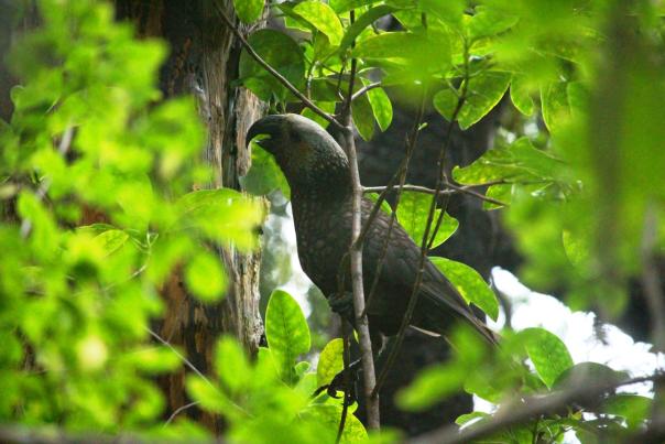 Kākā