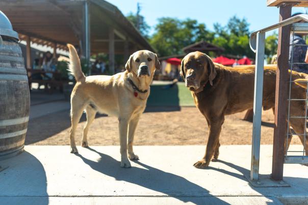 Dog-Friendly Sonoma Valley