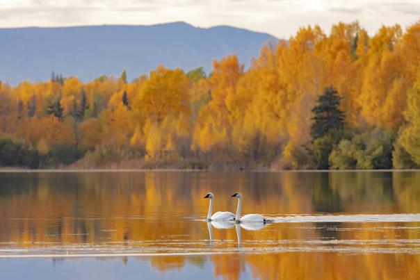 Swans in Autumn in Anchorage