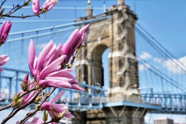 Image is of a purple flower blooming in spring with the Roebling bridge in the background.