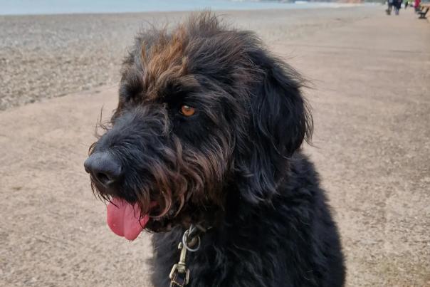 Chief Brody’s guide to a dog friendly day out in Seaton
