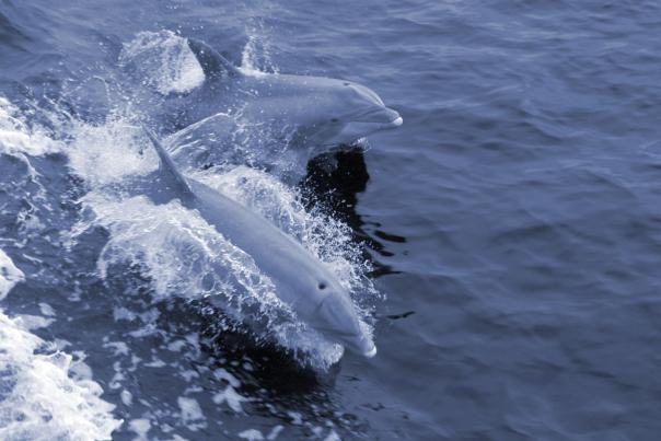 Two dolphins breaking the surface, riding a boat wake.