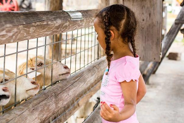 Child interacting with goats at Deanna Rose Children's Farmstead