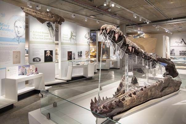 Inside Dorset Museum & Art Gallery in Dorchester