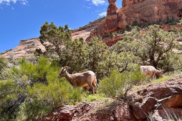 Colorado Wild Animals