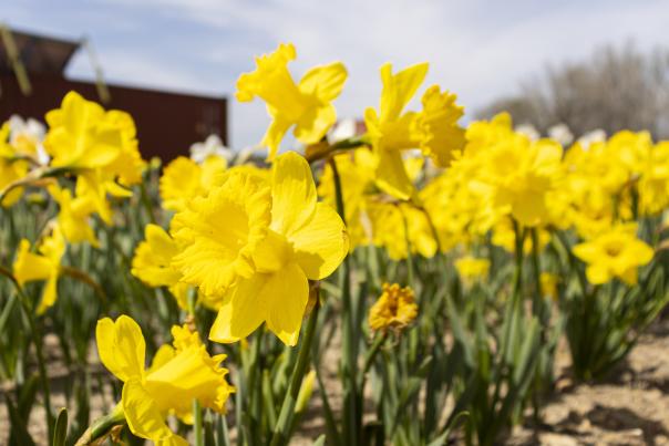 Hand Picked Nursery Field of Flowers for Picking