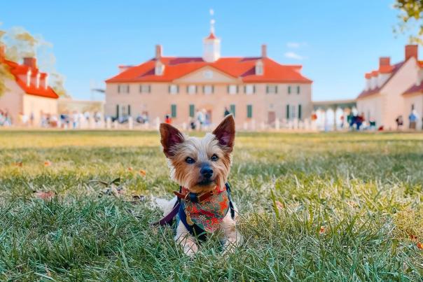 Dog sitting on lawn in front of George Washington's home estate, Mount Vernon