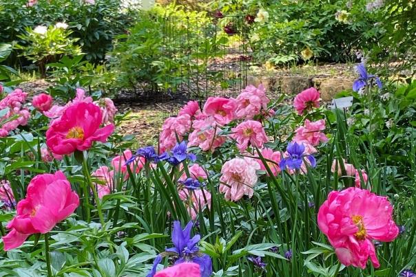 Peonies Blooming at Winterthur