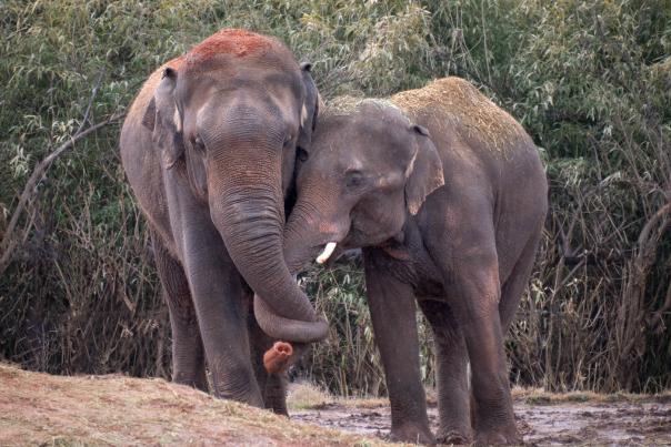 OKC Elephants