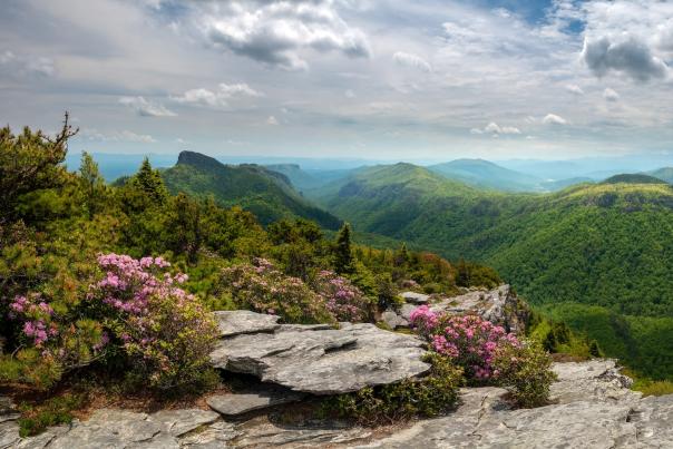 A lush Linville Gorge is seen from a rugged overlook with blooming pink rhododendrons in the foreground.