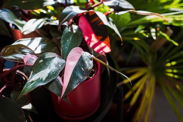 Pink Princess Plant at Nide Jardin
