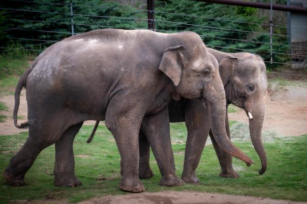 Male Asian Elephants