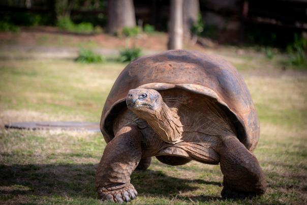 OKC Zoo World Turtle Day